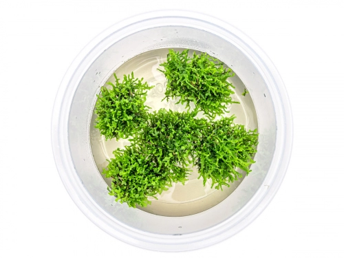 Korallenmoos - Riccardia chamedryfolia in vitro